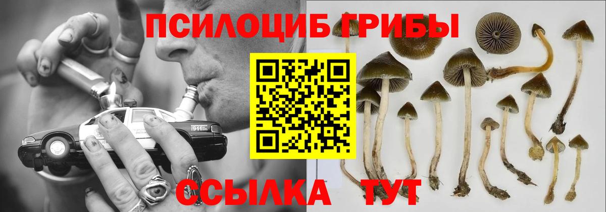 Галлюциногенные грибы Psilocybe Коммунар